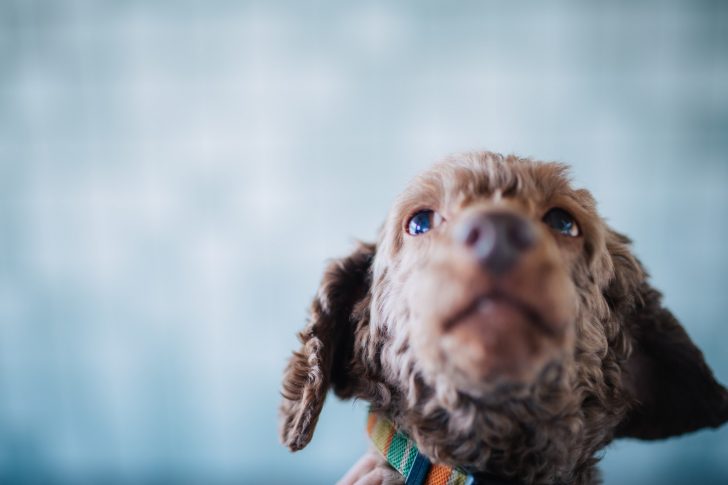 犬用のガムの危険性と無添加やアレルギー対応のおすすめガムは ペットの食べ物ブログ